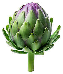 Fototapeta premium PNG Artichoke vegetable plant food.