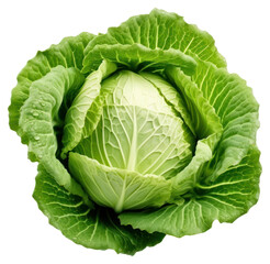 Obraz premium PNG Cabbage vegetable plant food.