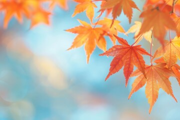 beautiful maple leaves in a autumn sunny day in forest