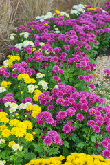 Fresh bright pink, white and yellow chrysanthemums bushes in autumn garden