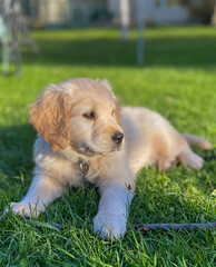 golden retriever puppy