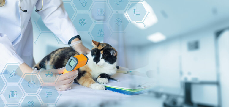 Veterinary examination of domestic pets.