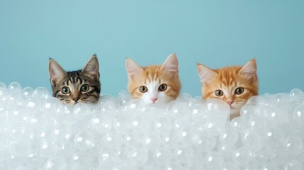 Curious Pets and Bubble Wrap, playful animals investigating crinkled sheets, minimalist environment, soft textures, inviting simplicity, joyful exploration and discovery.