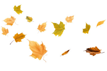 PNG  Autumn leaves floating white background