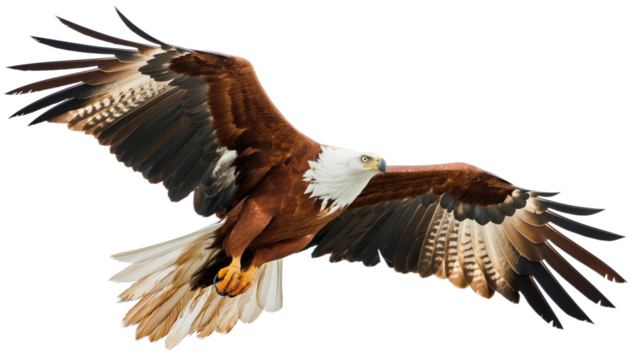 Eagle isolated on white or transparent background, png clipart, design element. Easy to place on any other background.