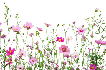 PNG Vibrant pink cosmos flowers arrangement