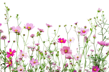 PNG Vibrant pink cosmos flowers arrangement