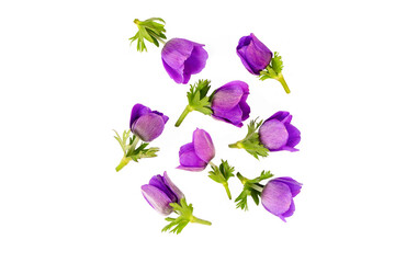 Purple anemone - Anemone coronaria - on the white background