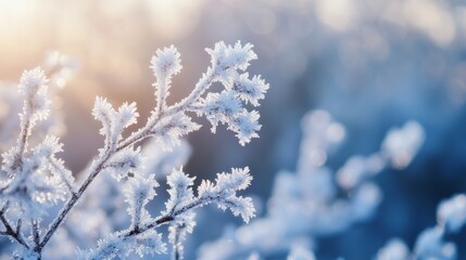 Obraz premium Frosty branches in nature