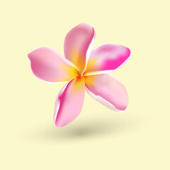 plumeria frangipani flower pink