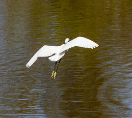 Little Egret (Egretta garzetta) flying over a pond at nature reserve Guadalhorce, near Malaga in Andalusia, Spain.