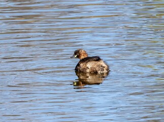 Little Grebe (Tachybaptus ruficollis) swimming in a pond at nature reserve Guadalhorce, near Malaga in Andalusia, Spain.