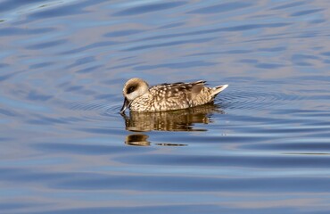 Marbled Duck (Marmaronetta angustirostris) swimming in a pond at nature reserve Guadalhorce, near Malaga in Andalusia, Spain.