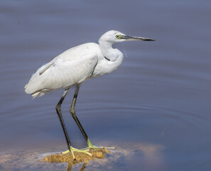 Little Egret (Egretta garzetta) in a pond at nature reserve Guadalhorce, near Malaga in Andalusia, Spain.