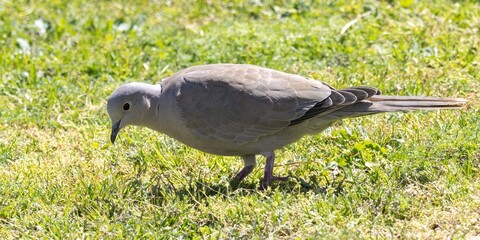 Collared Dove (Streptopelia decaocto) foraging on a lawn in Torremolinos, Andalusia, Spain.