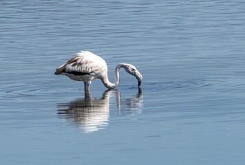 Greater Flamingo (Phoenicopterus roseus) foraging in lake Laguna Grande in Guadalhorce natural reserve, outside Malaga, Andalusia, Spain.