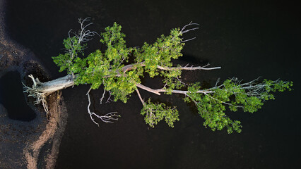 Broken tree in lake, view from drone