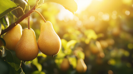 View on an orchard with conference pears riped by the sun. Healthy food concept. Fruit with vitamines and antioxidants. Tasty fresh pears hanging on a tree in a pear orchard.