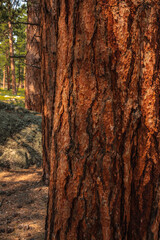 The trunks of three ponderosa pines stand in almost straight formation within Rocky Mountain National Park, Colorado