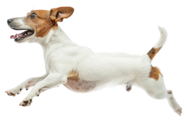 PNG  Energetic Jack Russell Terrier leaping