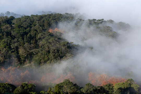 Morning fog in an autumn forest scene