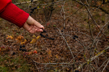 Woman picking berries of rose hip. Harvesting rose hip for alternative medicine at autumn season.