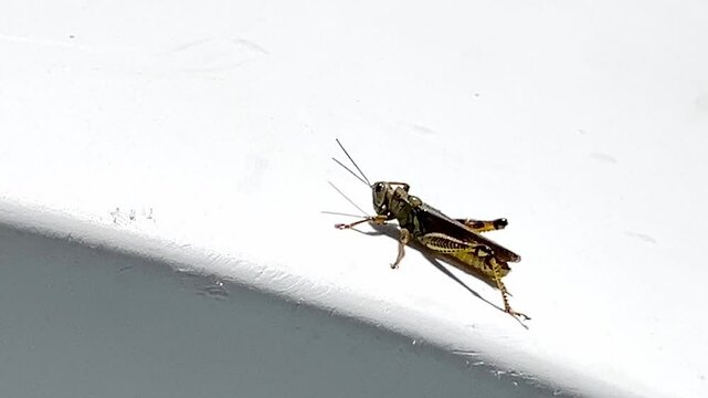 Closeup of a cricket isolated on white