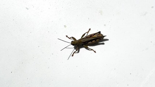 Closeup of a cricket isolated on white