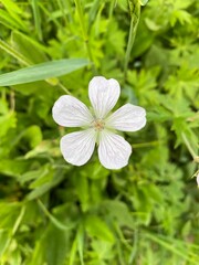 white flowers in the garden