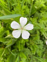 white flowers in the garden