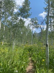 Obraz premium tree in the field