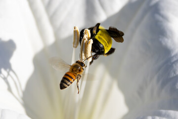 Honey bee flying up to bumble bee in moon flower