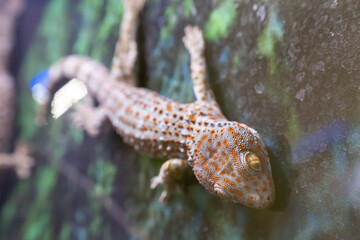 Spotted lizard Toki gecko crawls on the glass. Gekko gecko