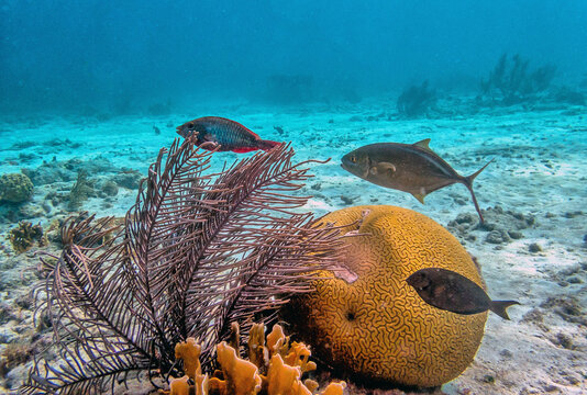 bar jack ,Caranx ruber, off the coast of Bonaire