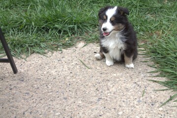 black, brown, and white sheltie pup