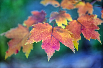 Autumn leaves in forest,maple leaves