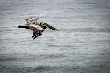 Point Loma Pelican 1