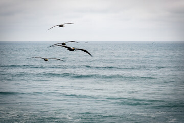 Point Loma Pelicans 2