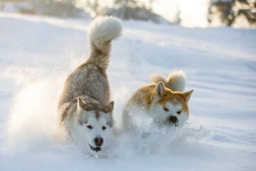 Alaskan malamute akita Inu