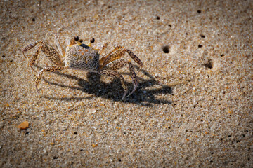 Virginia Beach Crab
