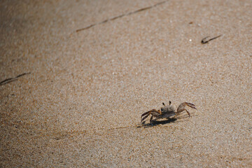 Walking Crab