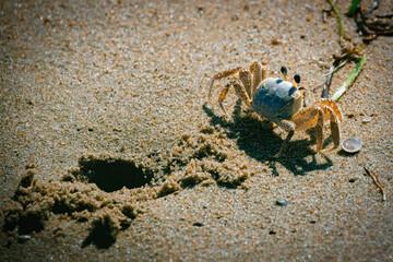 Wandering Crab