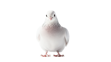 A white dove stands gracefully on a smooth, white surface with a soft background, embodying peace and tranquility with its gentle presence.