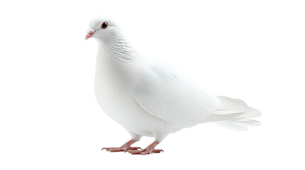 Fototapeta premium A pure white dove stands gracefully against a stark white background, symbolizing peace and serenity in its elegant and calm demeanor.