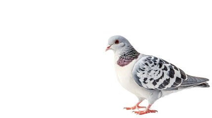A pigeon with intricate plumage detail perches on a white background, creating a minimalist and serene scene.