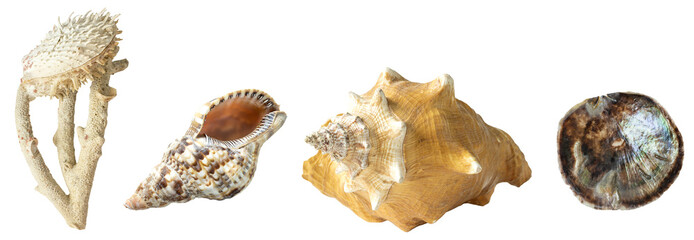 a set of sea shells of different interesting shapes.  Isolated on transparent background. png format available