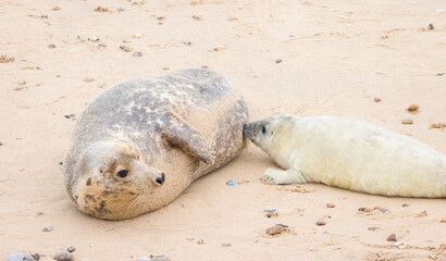 Grey seal pup suckling from mother at Horsey Gap, Norfolk, UK