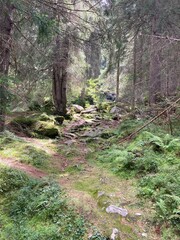 path in the woods