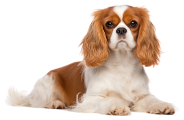 PNG Cavalier king charles spaniel animal mammal dog.