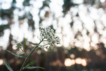 summer evening, white flower, bokeh